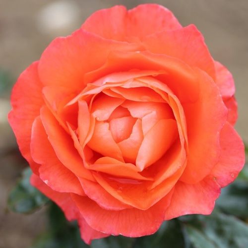 Rosa For You With Love™ - naranja - Árbol de Rosas Floribunda - rosal de pie alto- forma de corona tupida